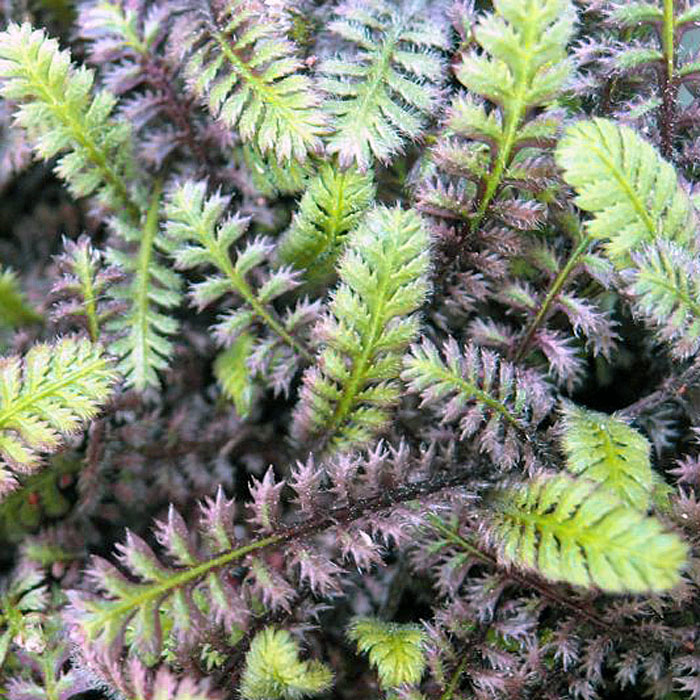 Превью изображения