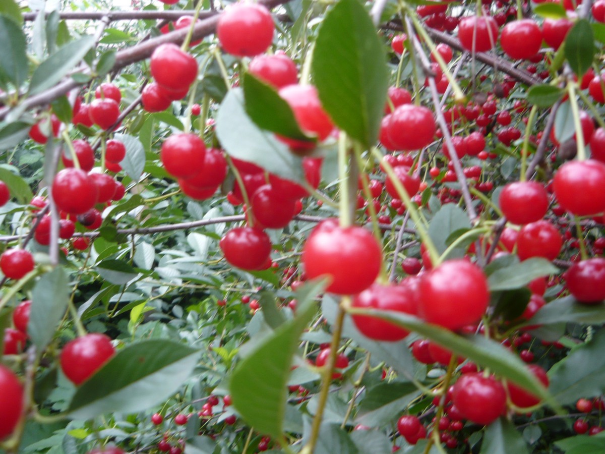 Превью изображения