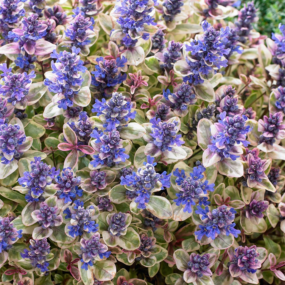 Превью изображения