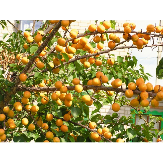 Превью изображения