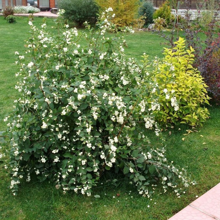 Превью изображения