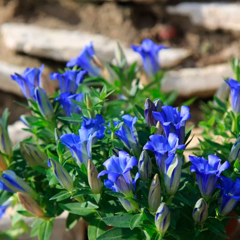 Превью изображения