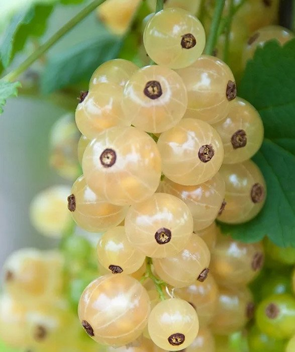 Превью изображения