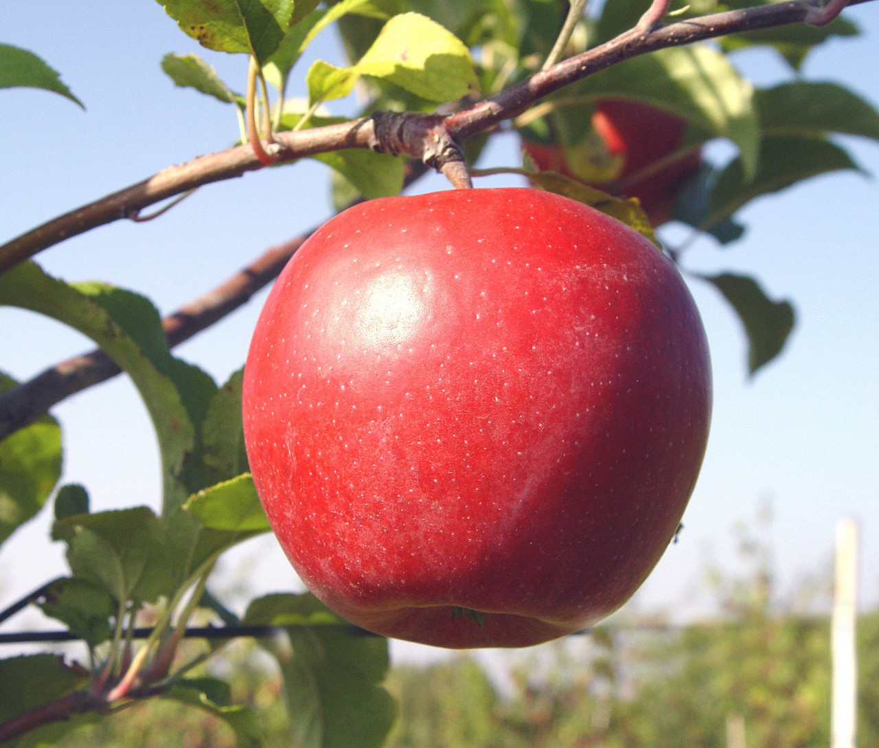 Превью изображения