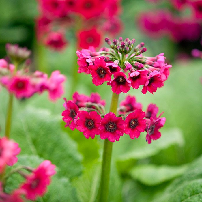 Превью изображения