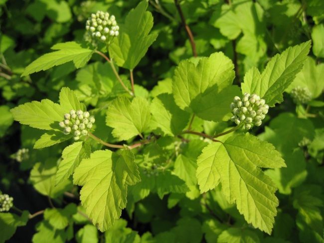 Превью изображения