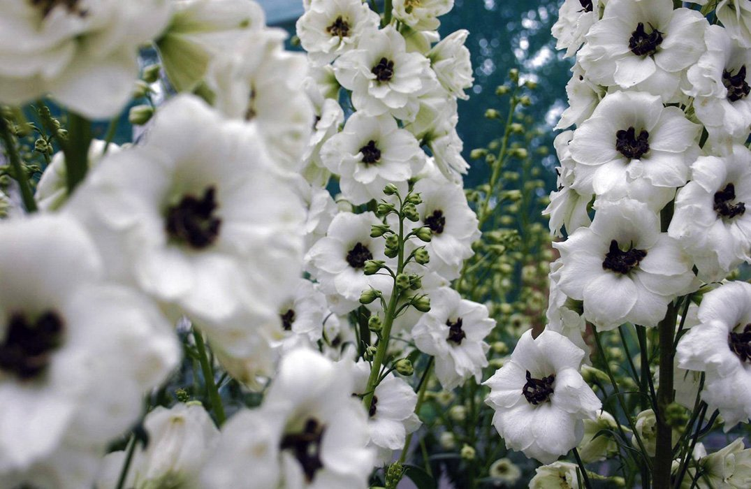 Превью изображения