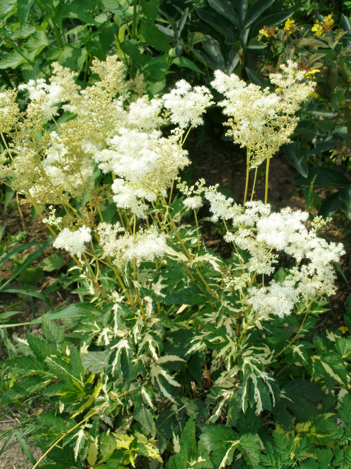 Превью изображения
