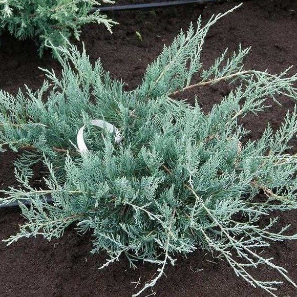 Превью изображения