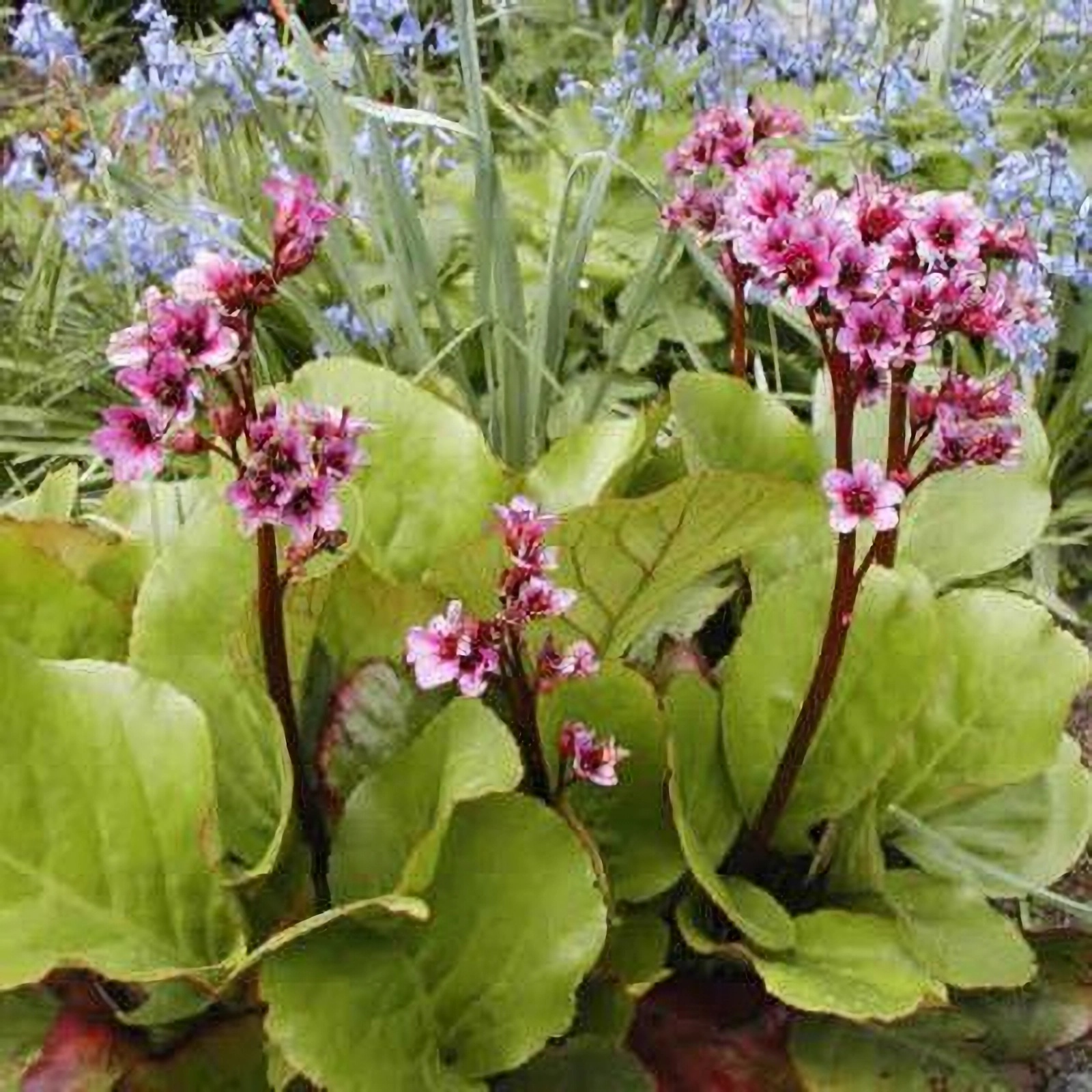 Превью изображения