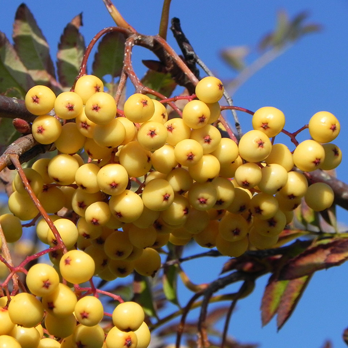 Превью изображения