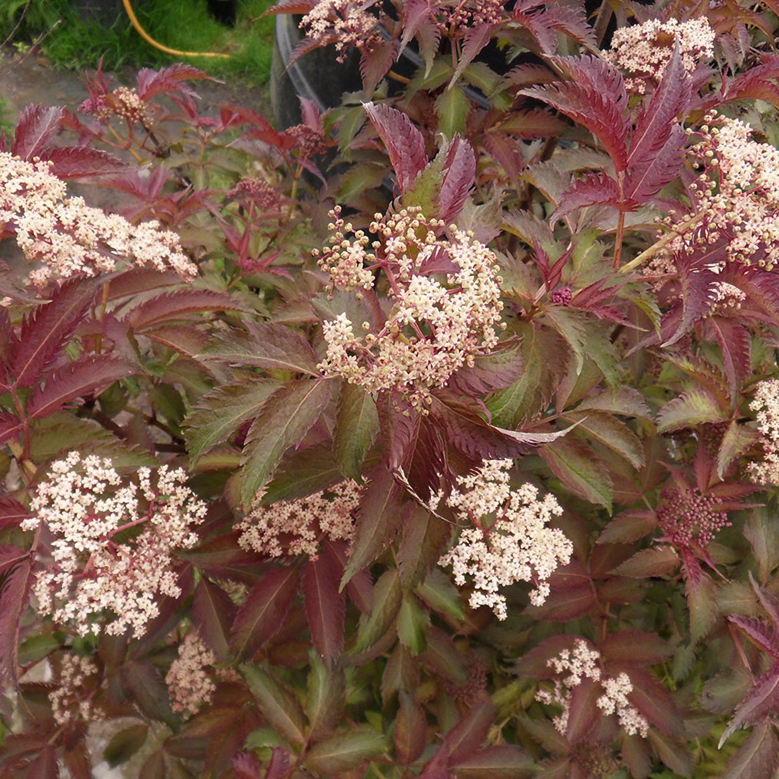 Превью изображения