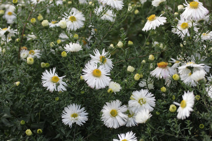 Превью изображения