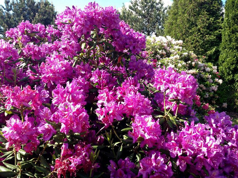 Превью изображения