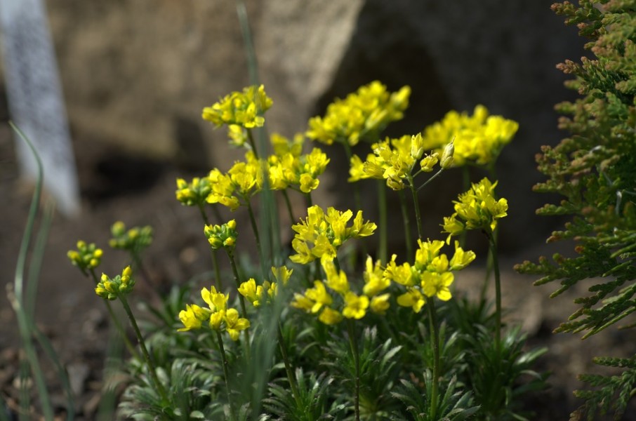 Превью изображения