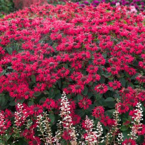 Превью изображения