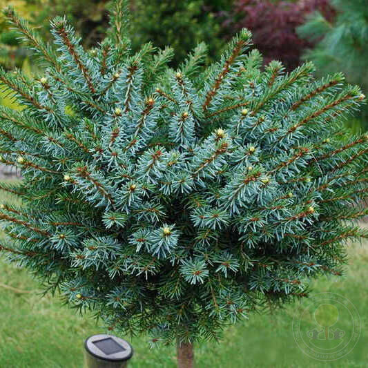 Превью изображения