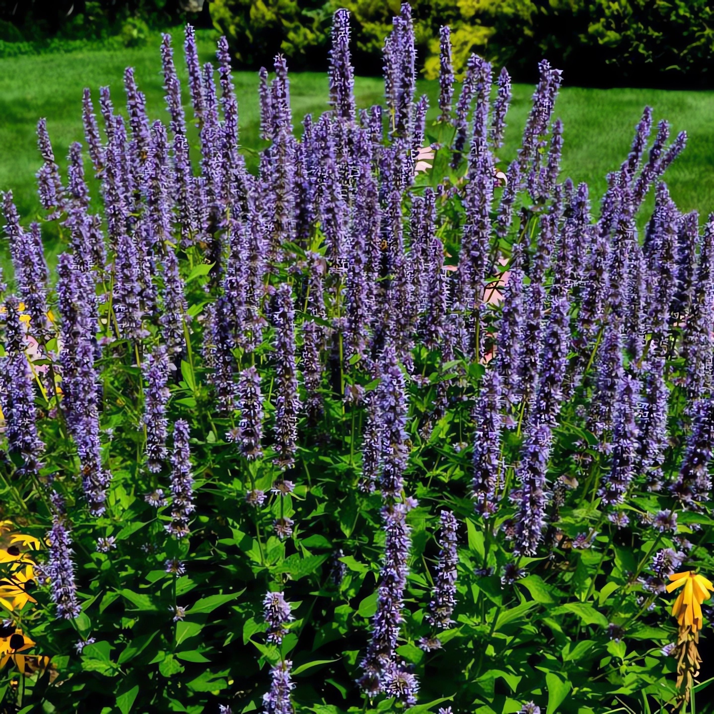 Превью изображения