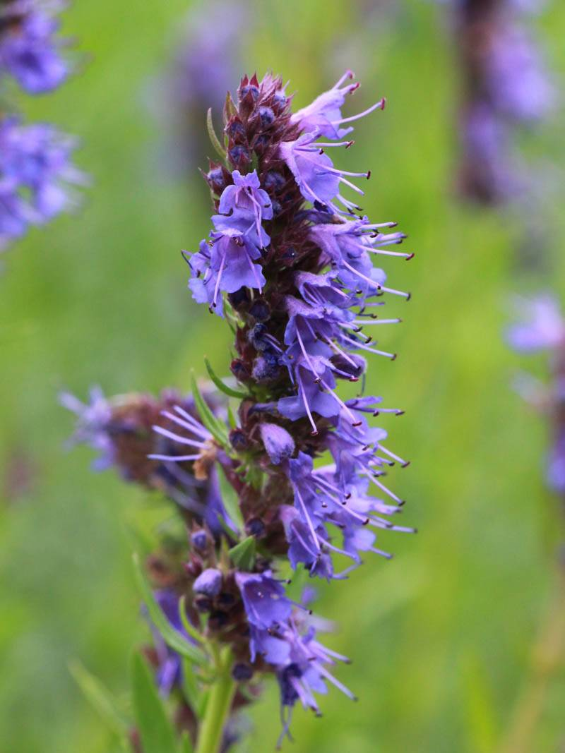 Превью изображения