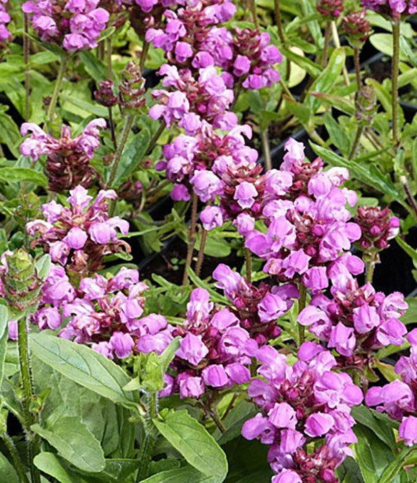 Превью изображения