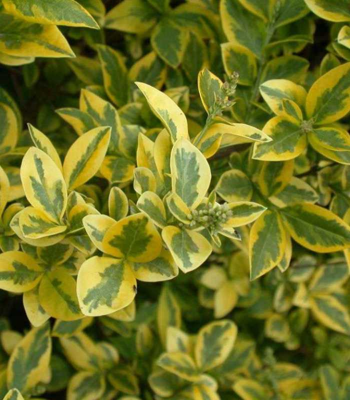 Превью изображения