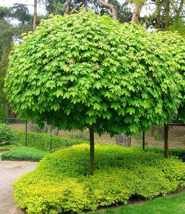 Превью изображения