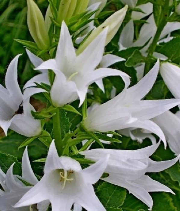 Превью изображения