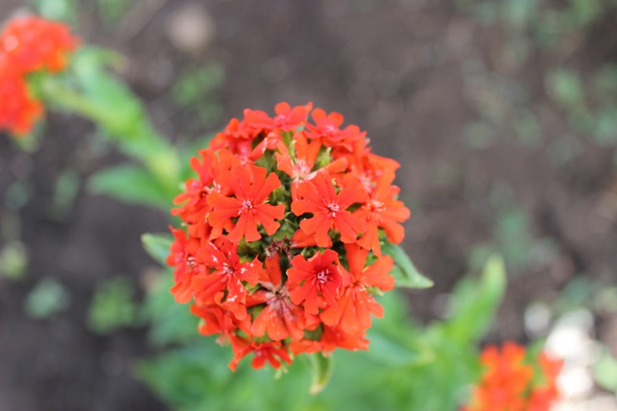 Превью изображения