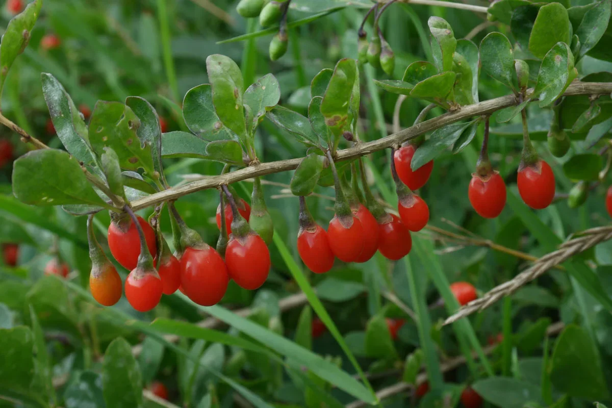 Превью изображения