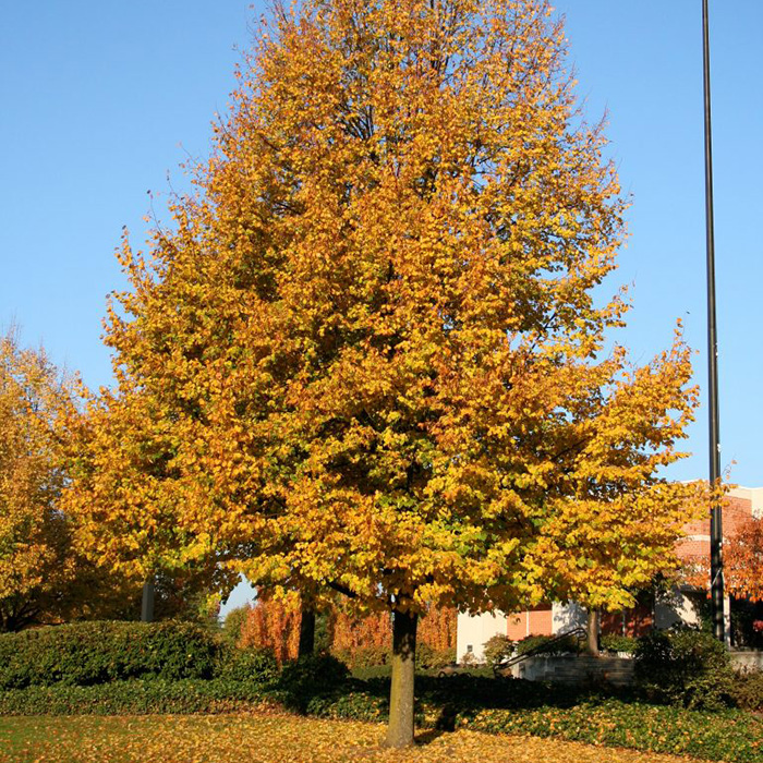 Превью изображения