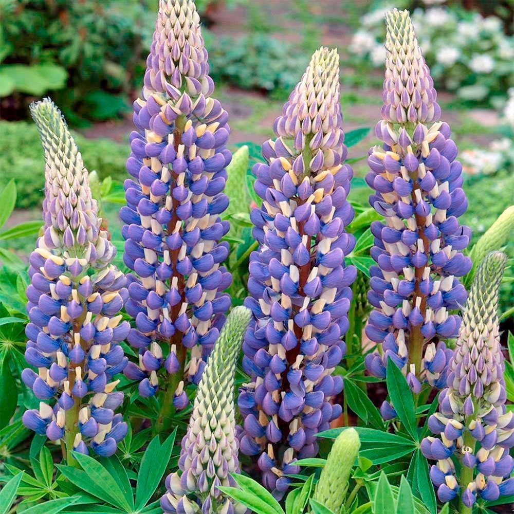 Превью изображения