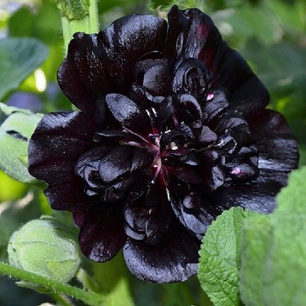 Превью изображения