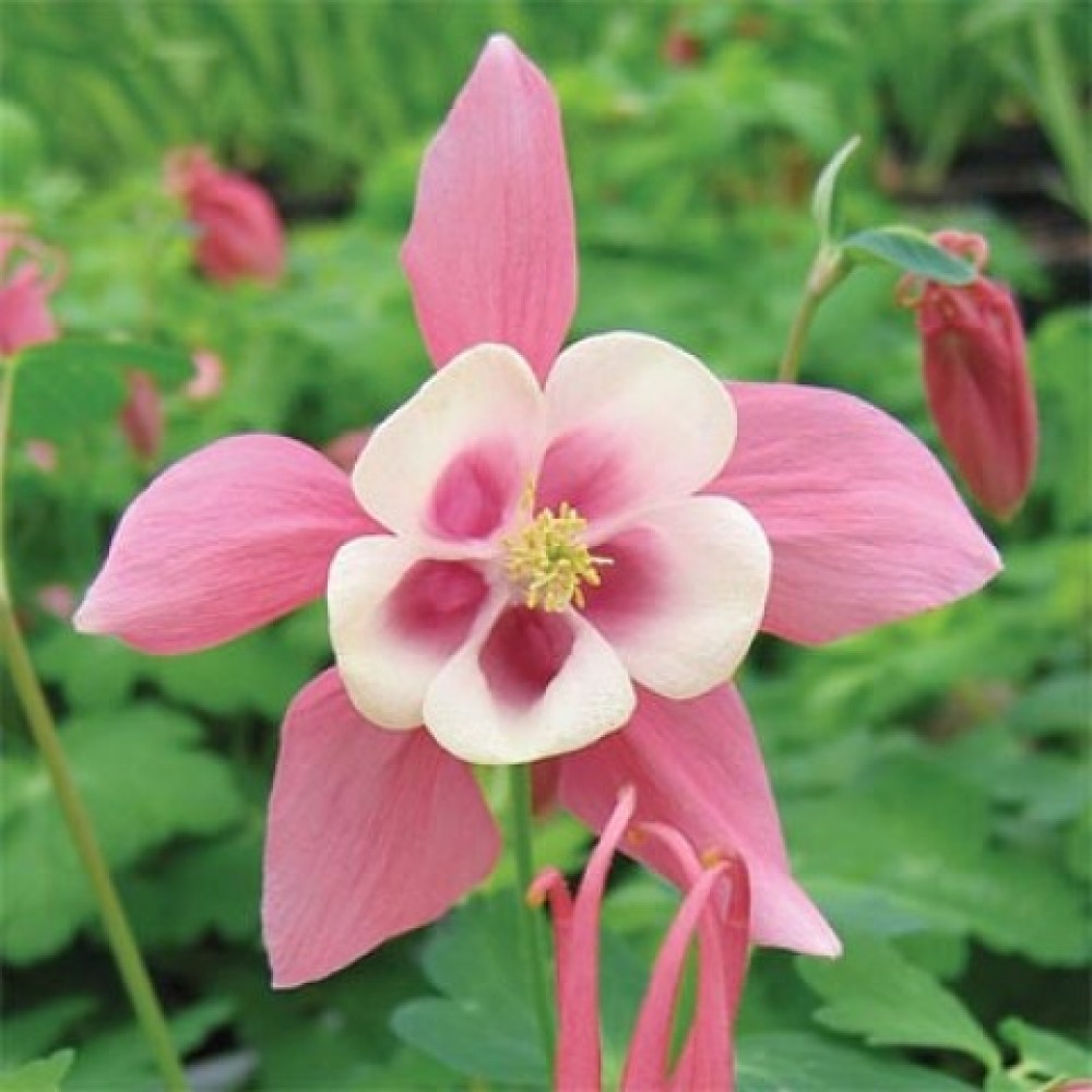 Превью изображения