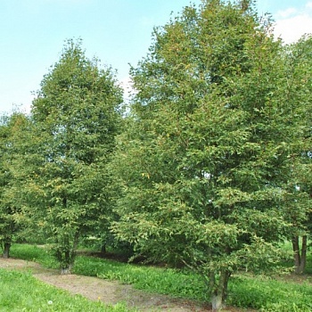 Превью изображения