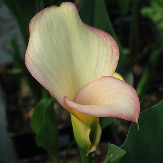 Превью изображения