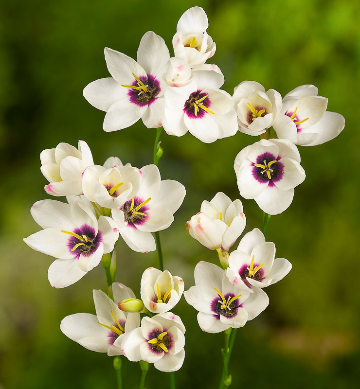 Превью изображения