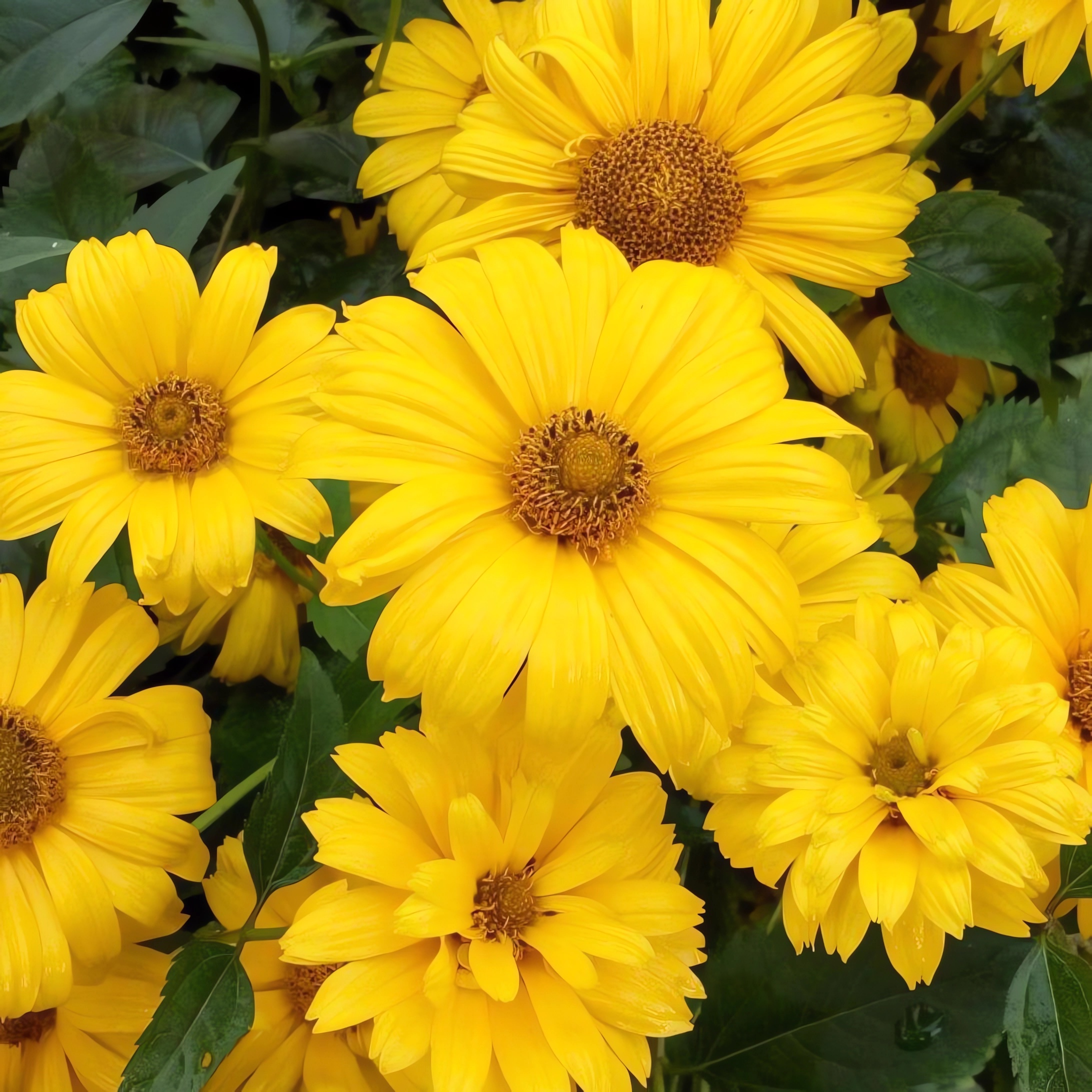 Превью изображения