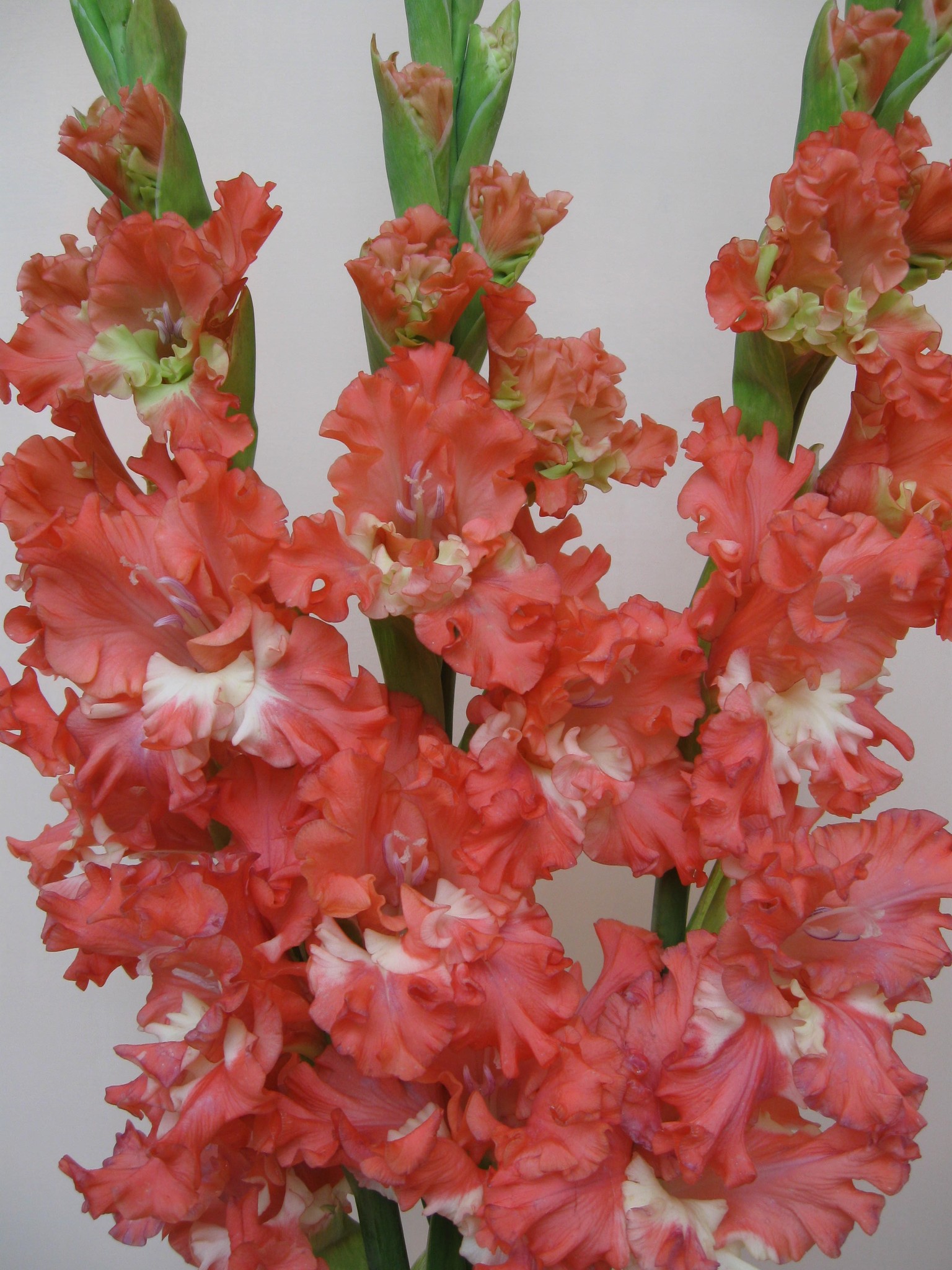 Превью изображения