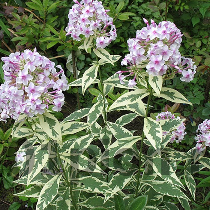 Превью изображения