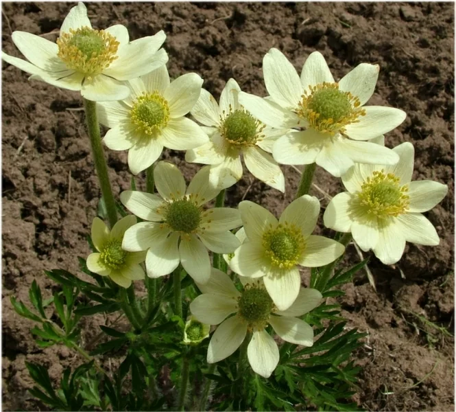 Превью изображения