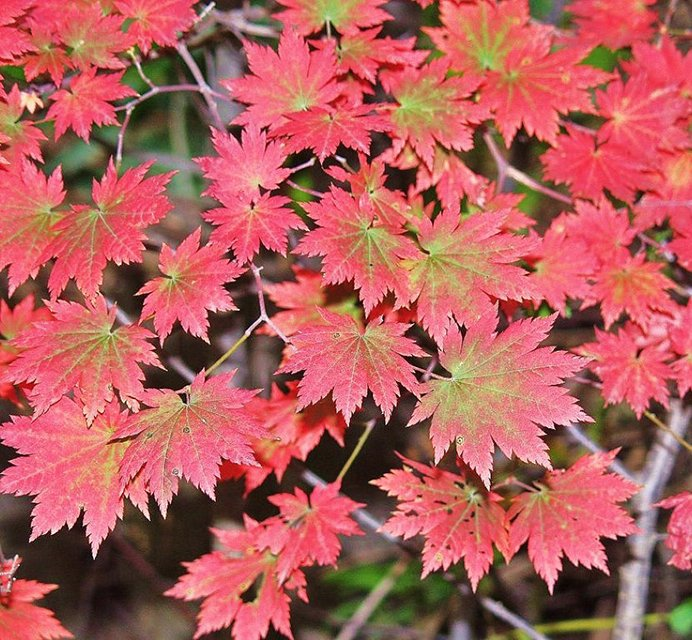 Превью изображения