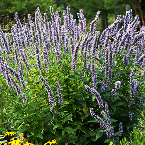 Превью изображения