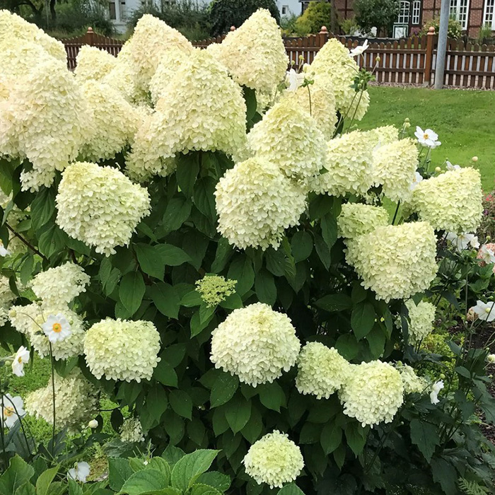 Превью изображения