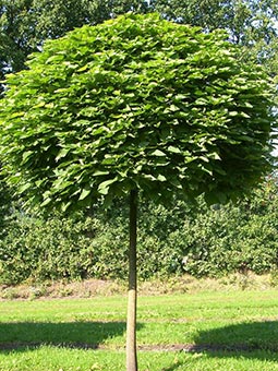 Превью изображения