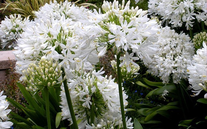 Превью изображения