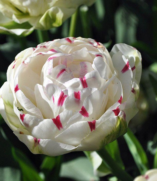 Превью изображения