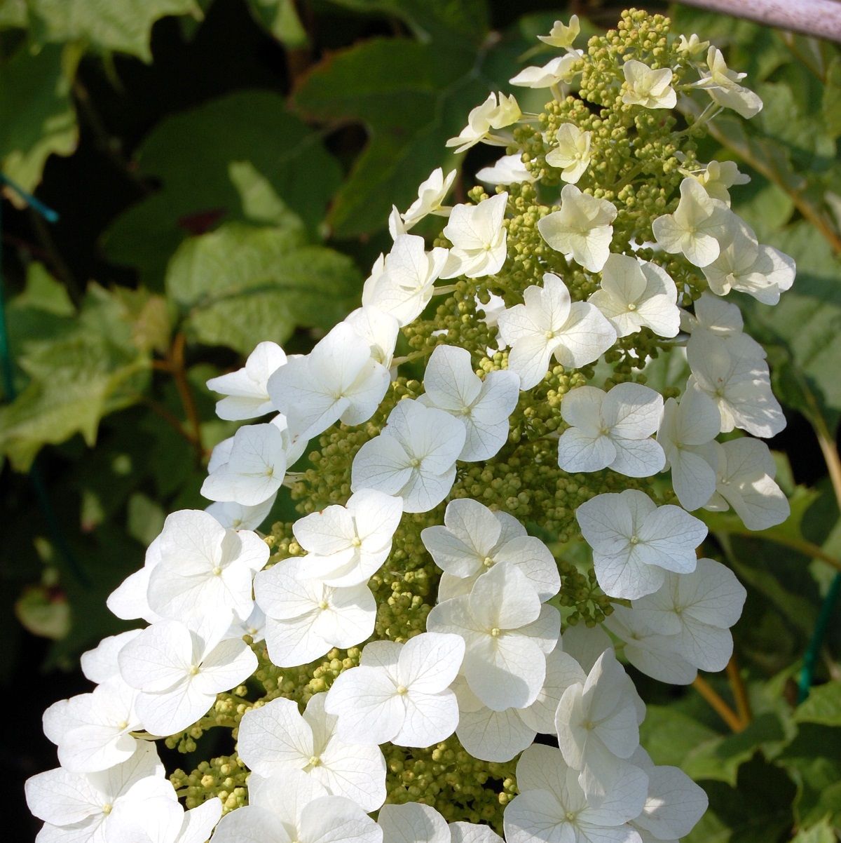 Превью изображения