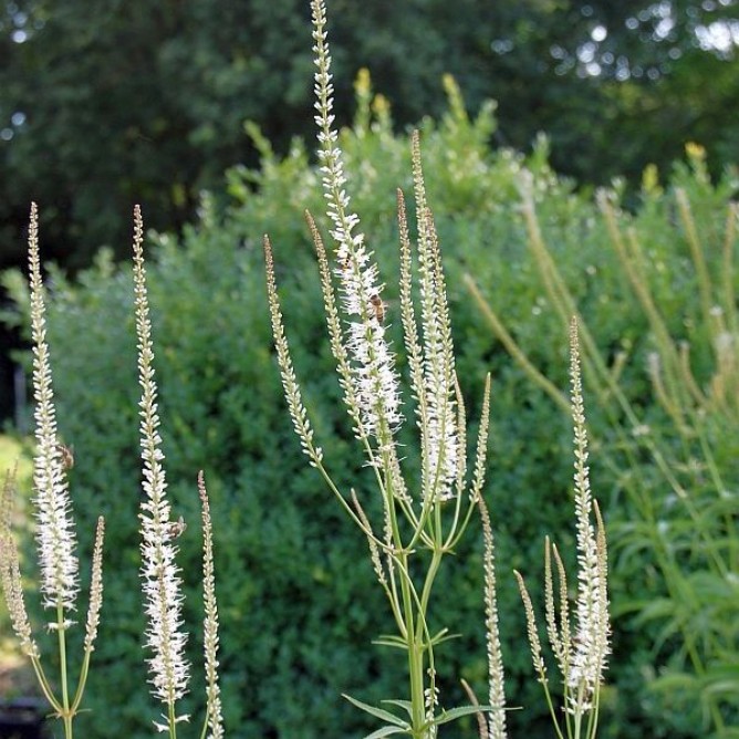 Превью изображения