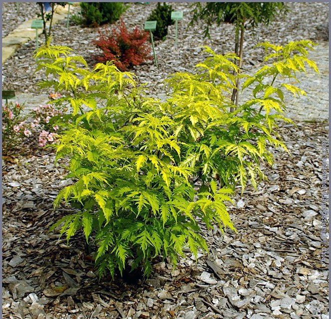 Превью изображения