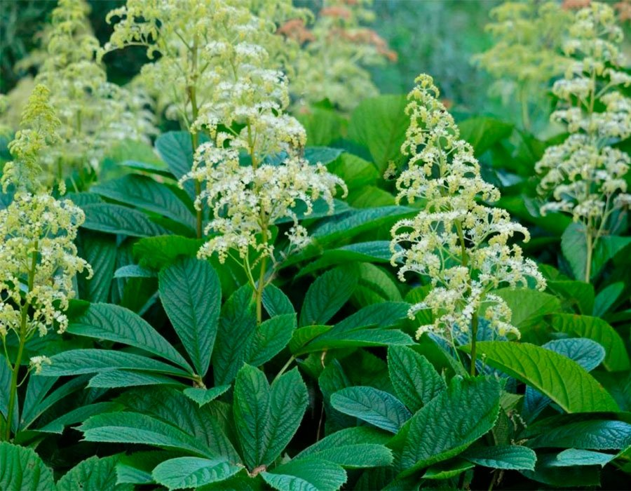 Превью изображения